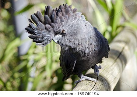 this is a close up of a red tailed black cockatoo