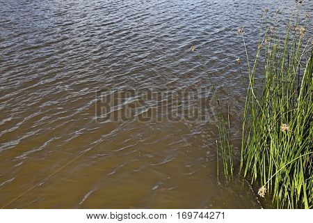 High angle view of plants growing in lake