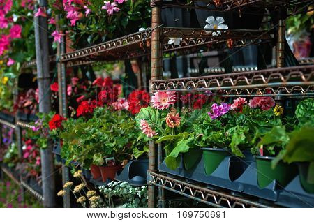 Variety of plants and flowers at flower market selective focus toned image