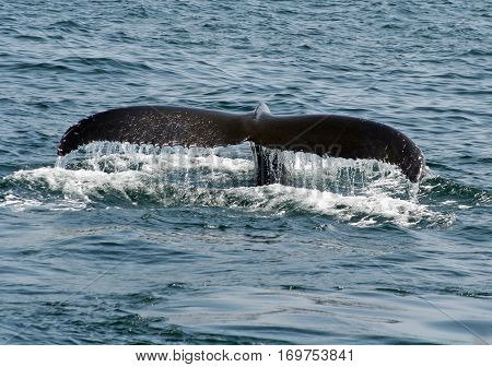 Humpback Whale diving back into the ocean after breaching