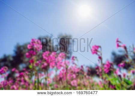 Blooming wildflowers. Natural blurred background. Soft light effect