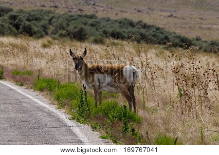 American Pronghorn Antelope Standing At The Roadside At Antelope Island State Park - Utah, Usa