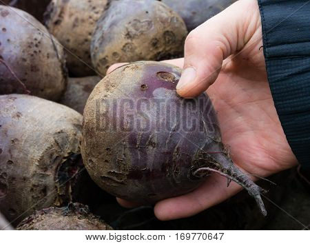 Man Picking Out Red Beetroot At A Farmers Market