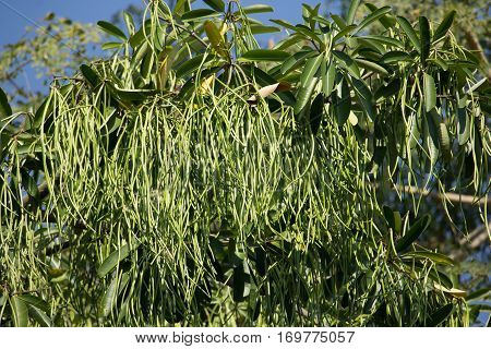 Green Pods Of  Blackboard Tree