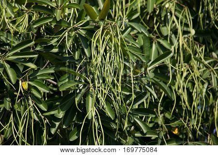 Green Pods Of  Blackboard Tree