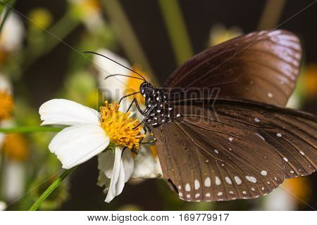 The Butterfly (euploea Mulciber)