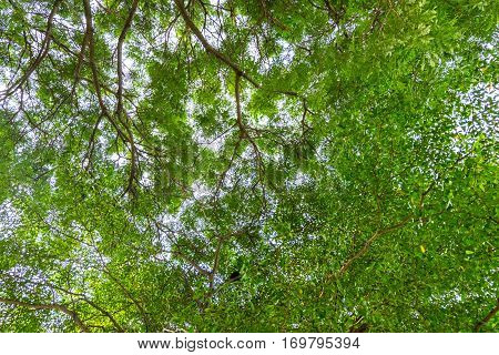 Bottom view of tree in sunny day.