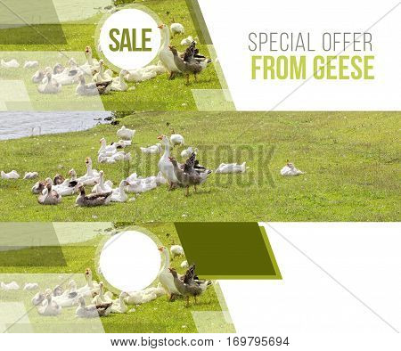 A Flock Of Geese Home