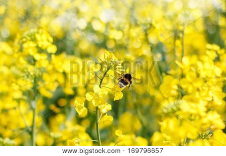 Bumblebee Foraging Flying