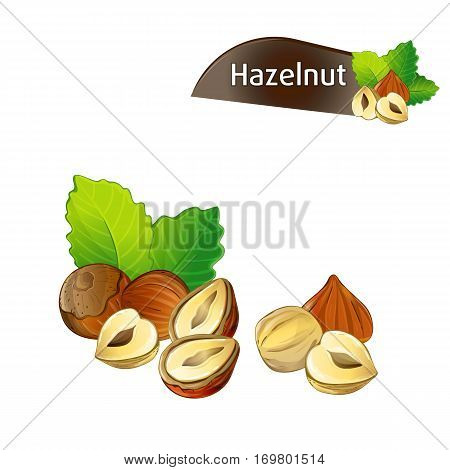 Hazelnut kernel with green leaves isolated on white background vector illustration. Organic food ingredient, traditional vegetarian snack. Hazelnut seed, filbert nut whole and shelled, hazel set.