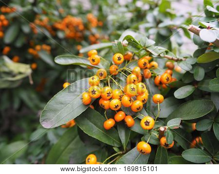 Close up some Toyons orange color on a tree.