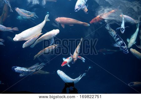 Fish In Water
