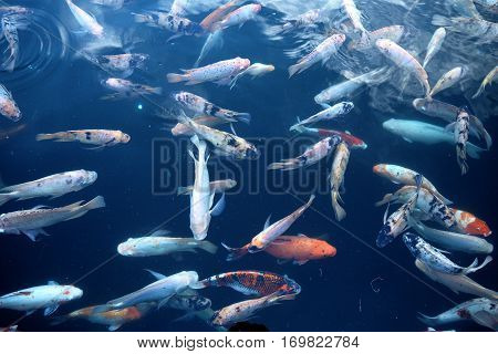 Fish In Water