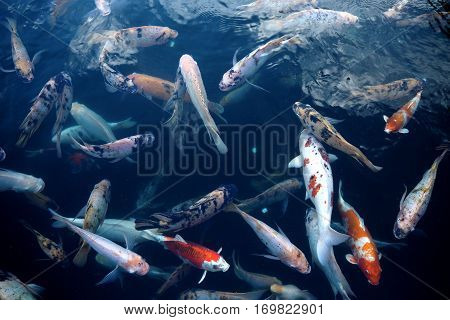 Fish In Water