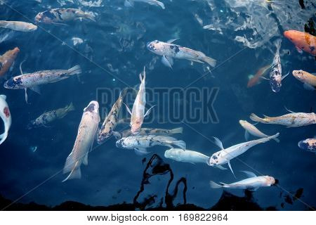 Fish In Water