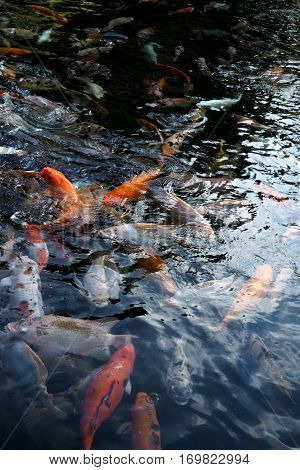 Fish In Water