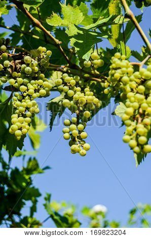 Unripe Grape Bunches