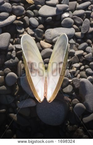 Shell Mussell