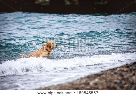 Golden dog sprinkle with drops of seawater on the beach