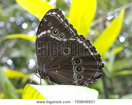 Owl Butterfly, Caligo Sp., In Amazon Rainforest.
