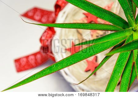 Flower as a gift. Palm tree with long green leaves in a white wicker pot with a red bow. Flower love. Decorative pots and decorations. Dracaena is a popular houseplant.