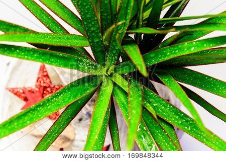 Flower As A Gift. Palm Tree With Long Green Leaves In A White Wicker Pot With A Red Bow. Flower Love