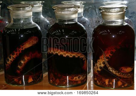 Glass jars with alcohol tincture on poisonous snakes in a small Chinese village shop