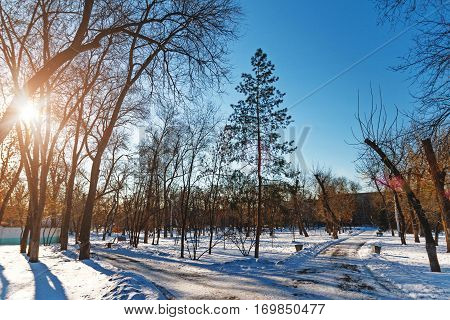 Trees In Winter Park