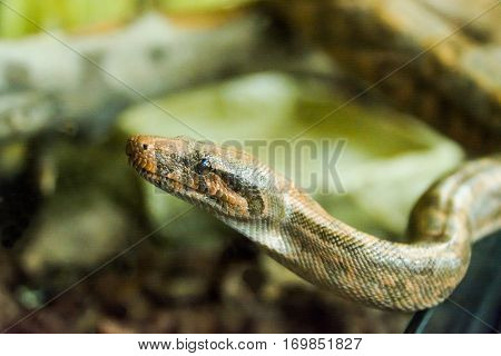 python crawling pyatnistay, reptile, snake, predator, portrait