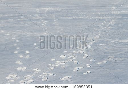 Footprints In The Snow