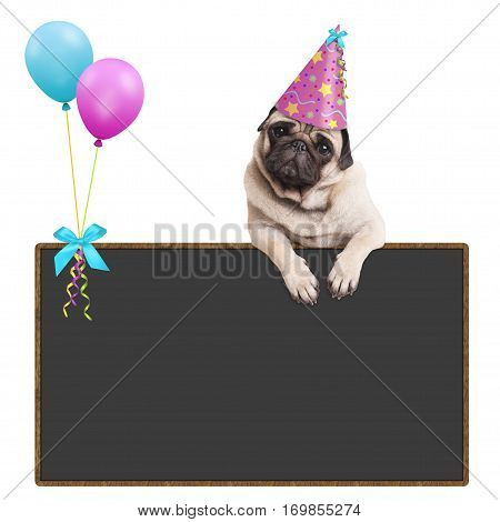 adorable pug puppy dog hanging with paws on blank blackboard sign with balloons and wearing pink party hat on white background