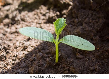Sprouts Of A Plant Cucumber In Bright Light Of The Sun
