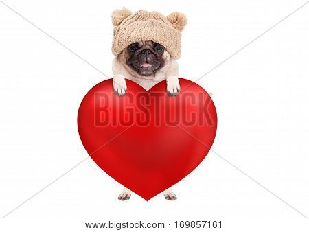 lovely cute pug puppy dog hanging with paws on big valentine's day heart isolated on white background