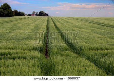 Linee nel campo di mais