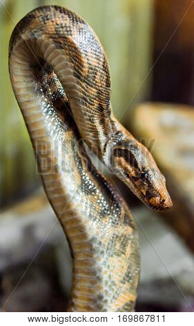 spotted python, predator, portrait of a snake