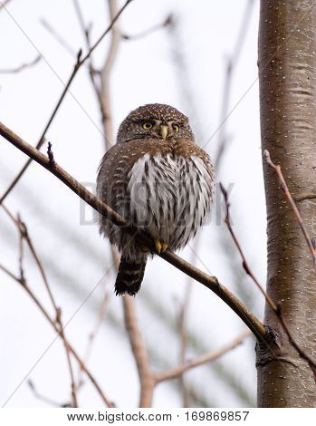 Pygmy owl sitting on a tree branch