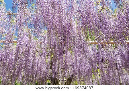 Beautiful wisteria bloomimg in end of spring season