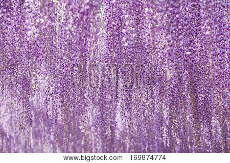 Beautiful wisteria bloomimg in end of spring season