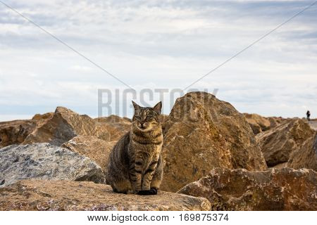 Squinting wild tabby cat posing full face at the sea rocks on an autumn afternoon, Mediterranean