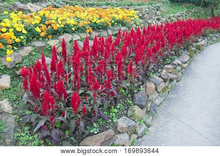 Red plumed cockscomb flower or Celosia argentea blossom