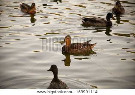 Ducks on an emerald green lake at evening.