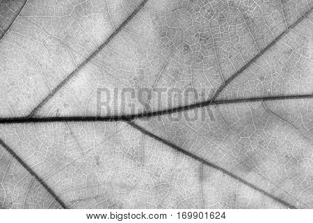 Close-up of autumn leaf - studo shot