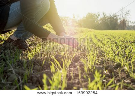 Young agronomist agriculture woman biologist inspecting the wheat plant harvest on a warm spring day with beautiful flare in the background