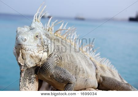 Iguana Closeup