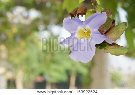 Thunbergia Laurifolia Or Blue Trumpet Vine