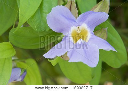 Thunbergia Laurifolia, Laurel Clock Vine