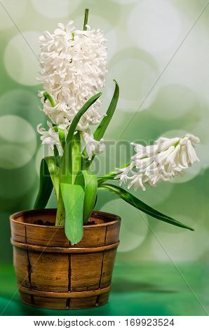 White Hyacinthus Orientalis Flower (common Hyacinth, Garden Hyacinth Or Dutch Hyacinth) In A Brown R