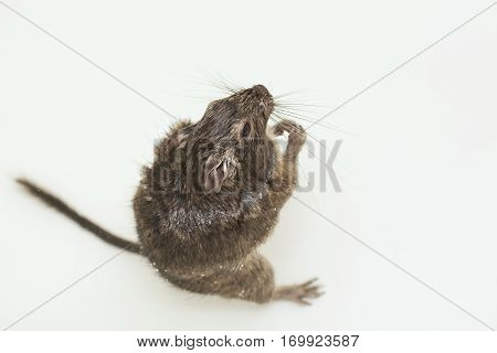 rodent sitting in water and looking up