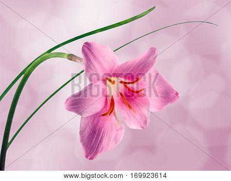 Pink-purple Zephyranthes Flower, Close Up, Isolated, White Background. Common Names For Species In T