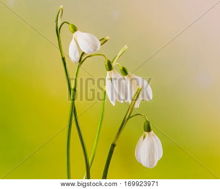 White Galanthus Flowers, Bouquet, Floral Arrangement (snowdrop, Milk Flower), In Romanian Know As 